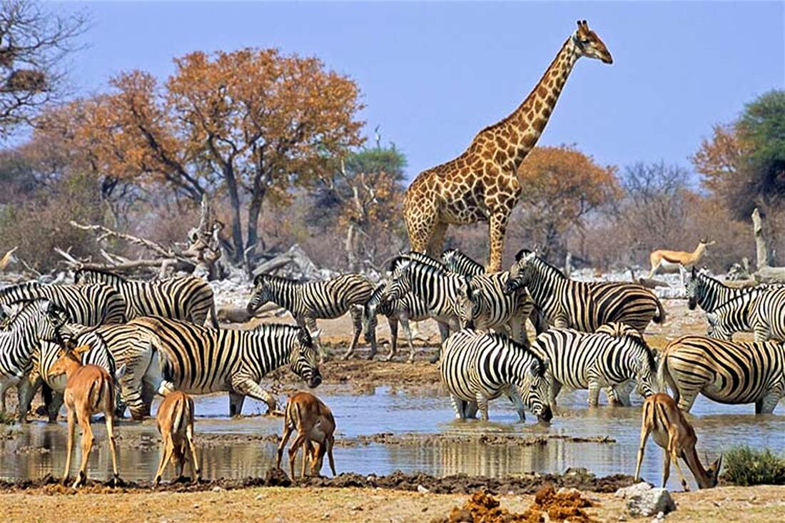 browse Tanzania safari tours